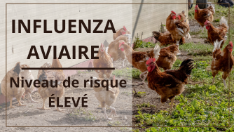 Influenza aviaire