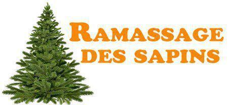 Ramassage des sapins